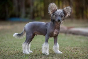 Chinese Crested — puppy (~4 mo)