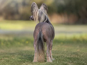 Chinese Crested — rear
