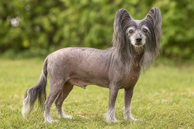 Chinese Crested — senior