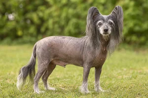 Chinese Crested — senior