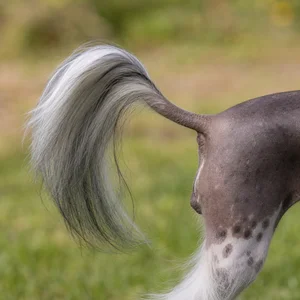 Chinese Crested — tail