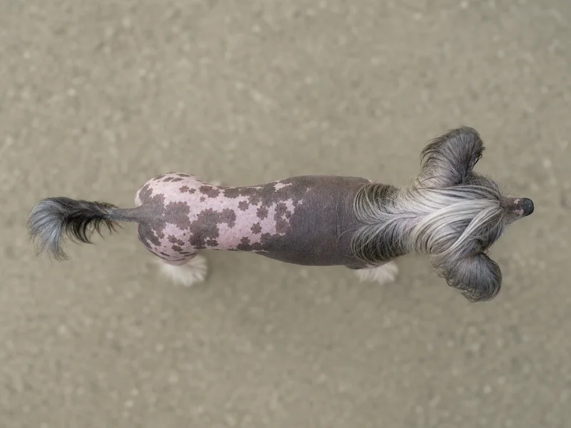 Chinese Crested — top