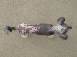 Chinese Crested — top