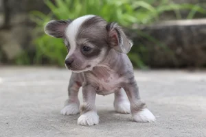 Chinese Crested — young puppy (~1 mo)