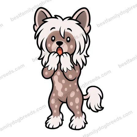 Chinese Crested surprised dog meme sticker