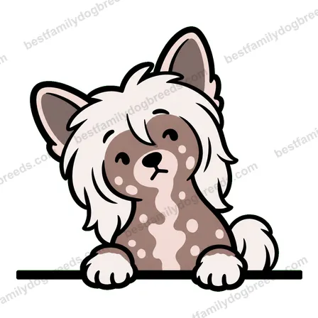 Chinese Crested sticker 17