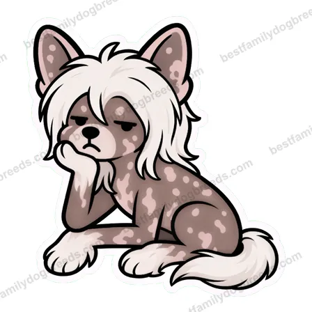 Chinese Crested sticker 26