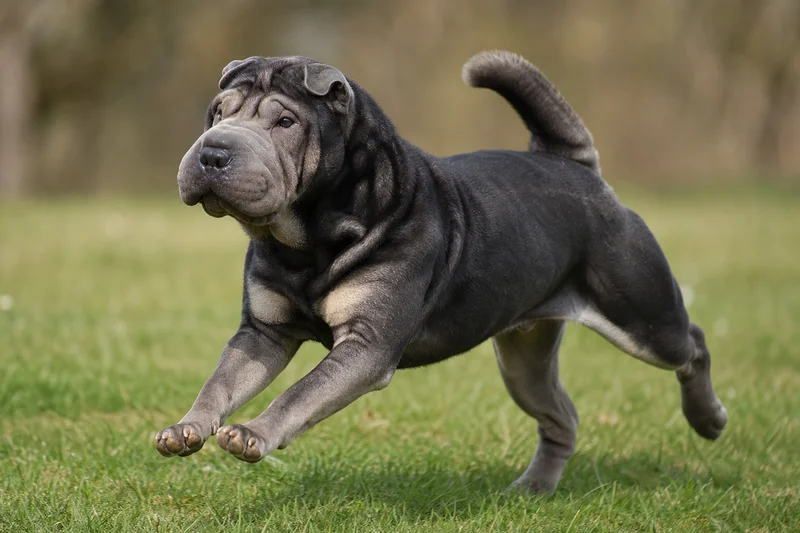 Chinese Shar-Pei — running