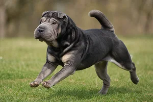 Chinese Shar-Pei — running