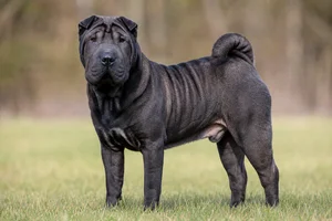 Chinese Shar-Pei — adult