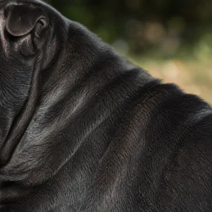 Chinese Shar-Pei — coat texture