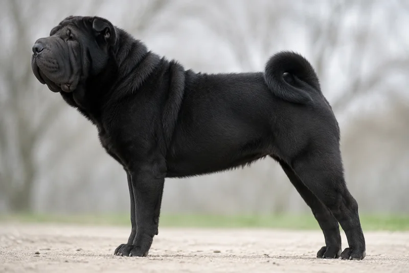 Chinese Shar-Pei — Black coat