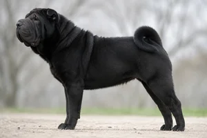 Chinese Shar-Pei — Black coat