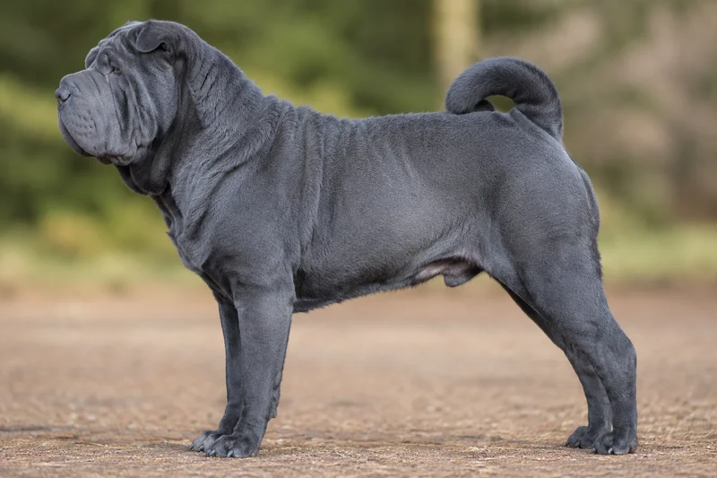Chinese Shar-Pei — Blue coat