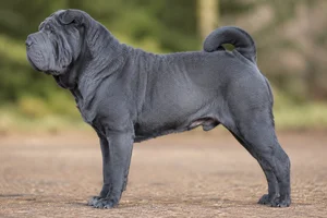 Chinese Shar-Pei — Blue coat