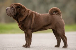 Chinese Shar-Pei — Brown coat
