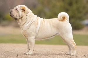 Chinese Shar-Pei — Cream coat