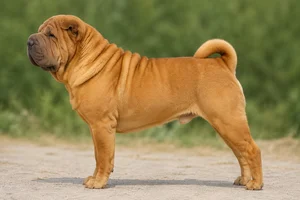 Chinese Shar-Pei — Red coat