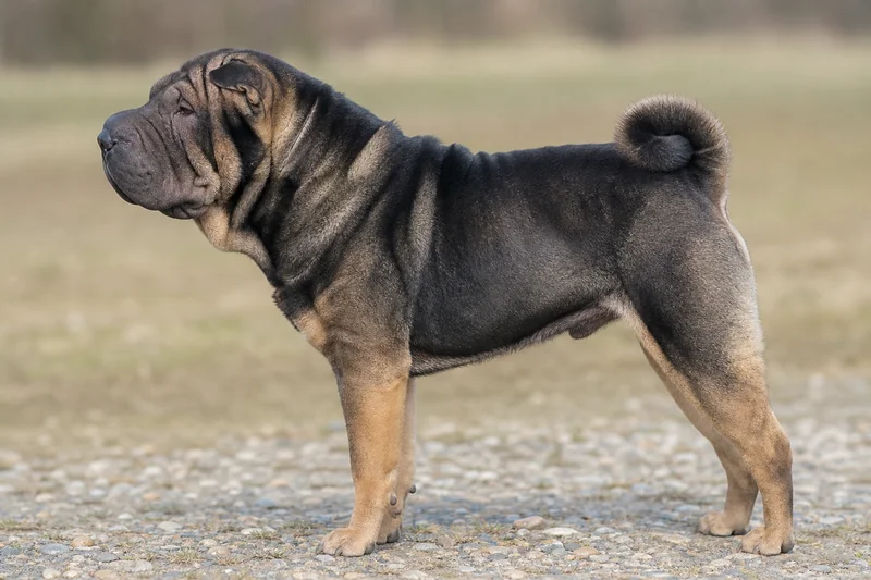 Chinese Shar-Pei — Sable coat