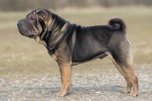 Chinese Shar-Pei — Sable coat