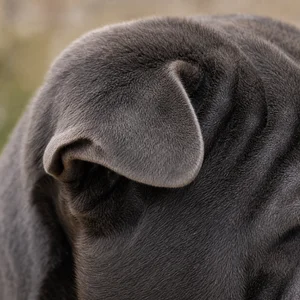 Chinese Shar-Pei — ears