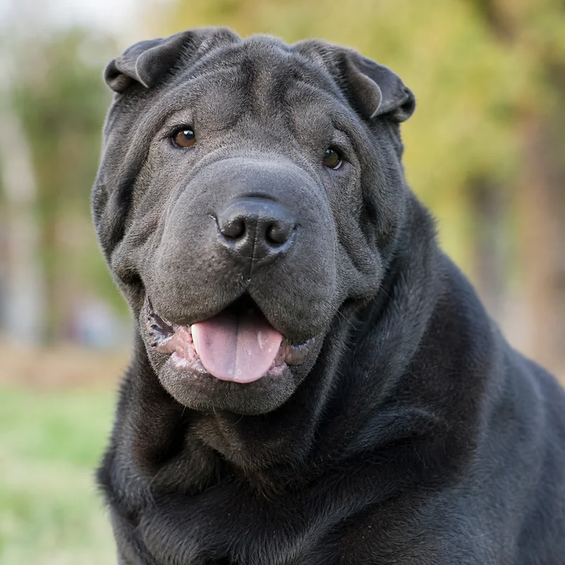 Chinese Shar-Pei — happy