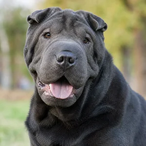 Chinese Shar-Pei — happy