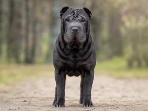 Chinese Shar-Pei — front