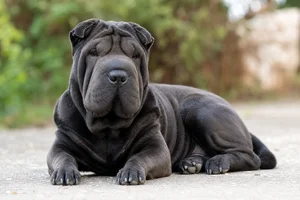 Chinese Shar-Pei — lying down
