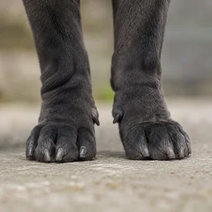 Chinese Shar-Pei — paws