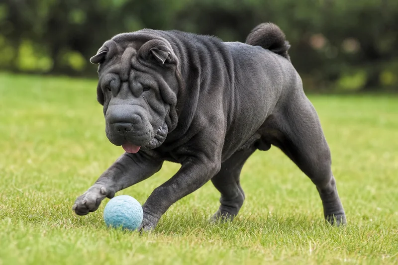Chinese Shar-Pei — playing