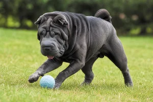 Chinese Shar-Pei — playing