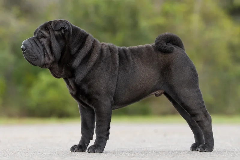 Chinese Shar-Pei — side