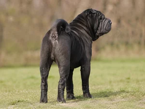 Chinese Shar-Pei — rear