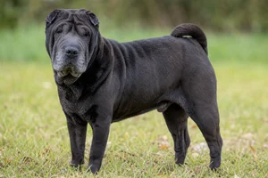 Chinese Shar-Pei — senior