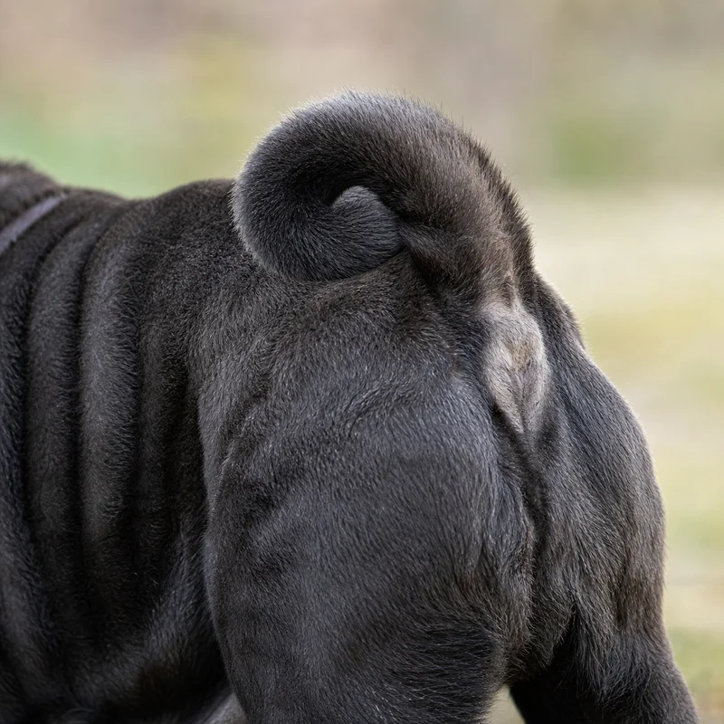 Chinese Shar-Pei — tail
