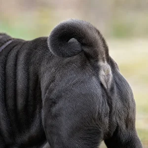 Chinese Shar-Pei — tail