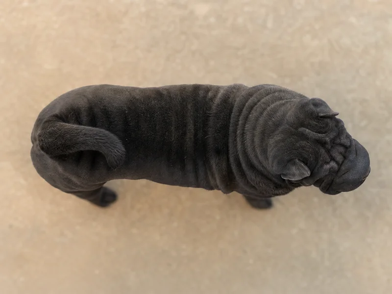 Chinese Shar-Pei — top