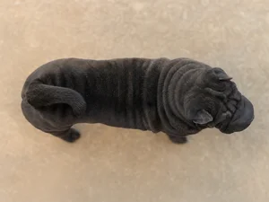 Chinese Shar-Pei — top