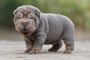 Chinese Shar-Pei — young puppy (~1 mo)
