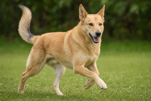 Chinook — running