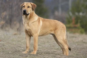 Chinook — adult