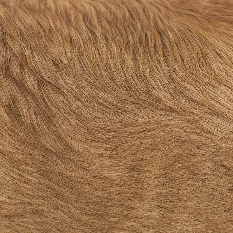 Chinook — coat texture