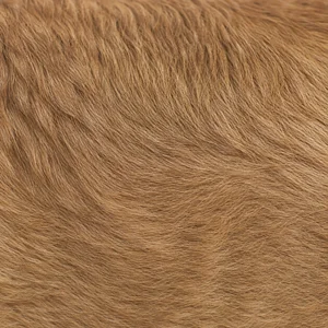 Chinook — coat texture