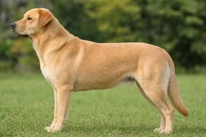 Chinook — tawny coat