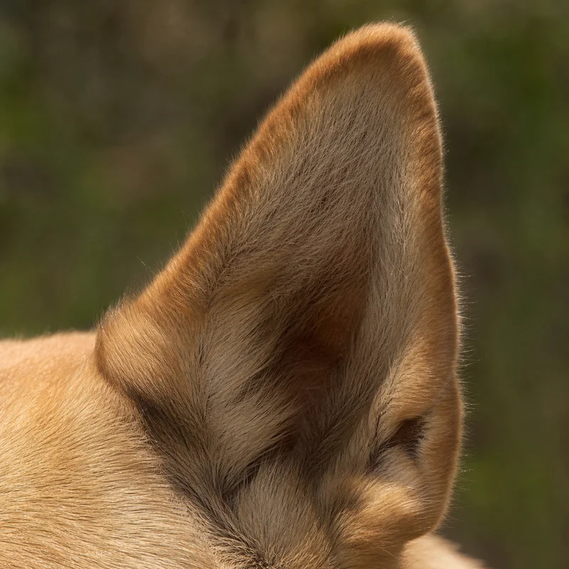 Chinook — ears