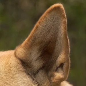 Chinook — ears