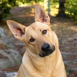 Chinook — alert