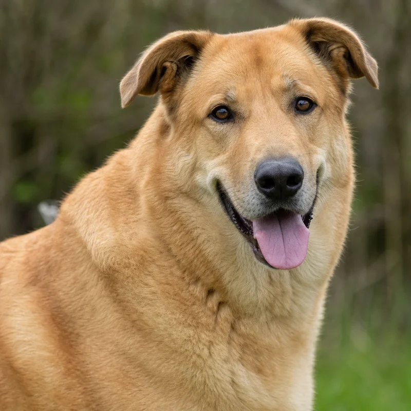 Chinook — happy