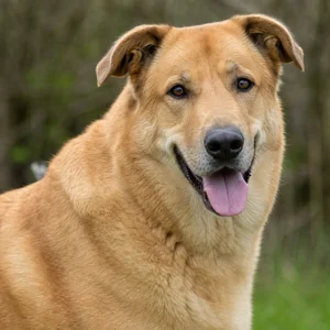 Chinook — happy